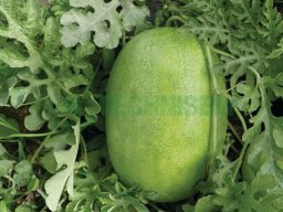 Legumes fruits &raquo; Pasteque